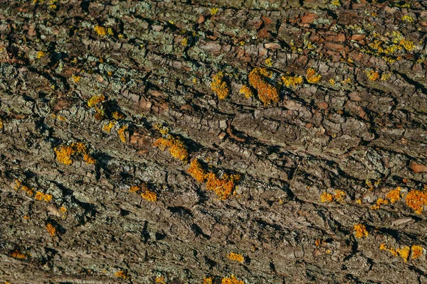 Bark Tree Bark Tree Which Ants Crawl — Stock Photo, Image