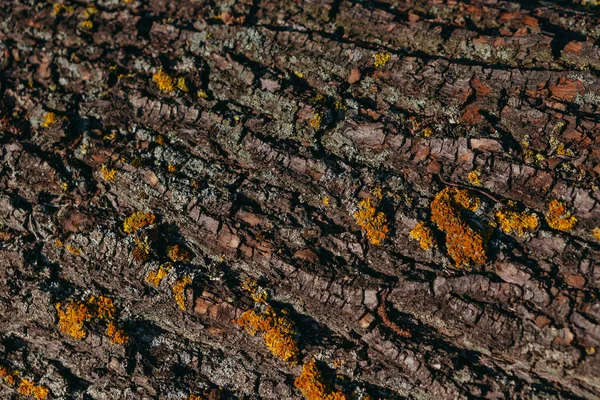 Corteza Árbol Corteza Árbol Que Las Hormigas Arrastran —  Fotos de Stock