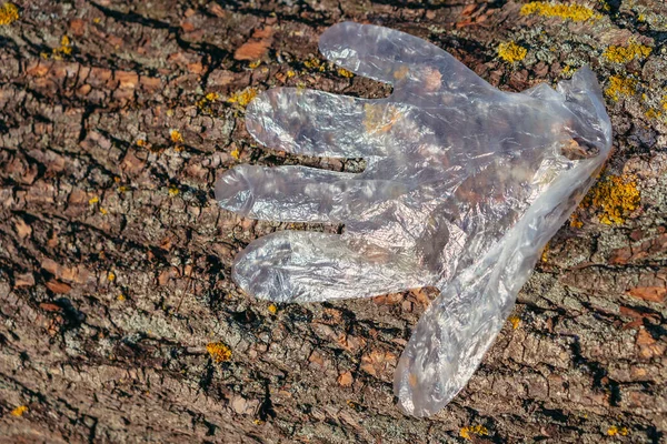Ανοησίες Ένα Πλαστικό Γάντι Κολλημένο Ένα Φλοιό Δέντρου — Φωτογραφία Αρχείου