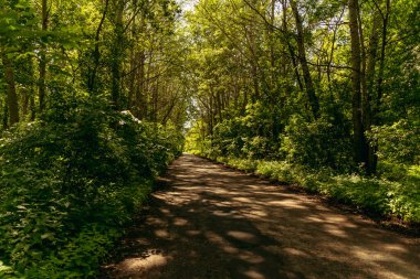 Otoyol. Ağaçlarla kaplı bir yol..