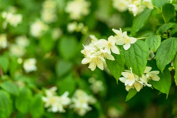 Yasemin. Yasemin çalısı yakından çekilmiş..