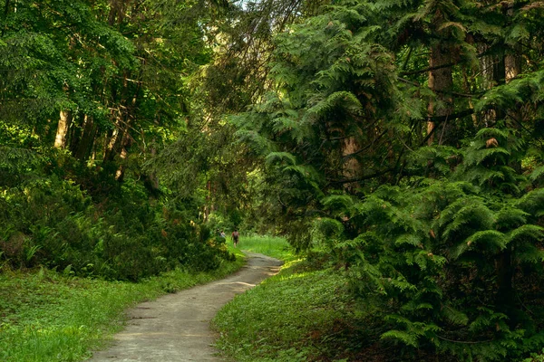 Path Narrow Path Leads Green Park — Stock Photo, Image