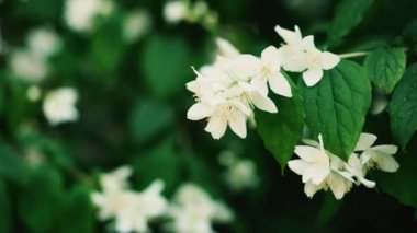 Yasemin. Yasemin çalısı yakından çekilmiş..