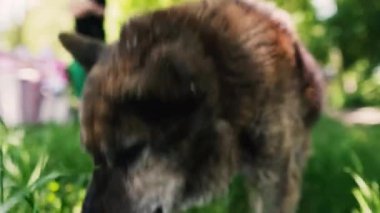 Yaşlı köpek. Çok yaşlı bir köpek hareket etmekte zorlanır..