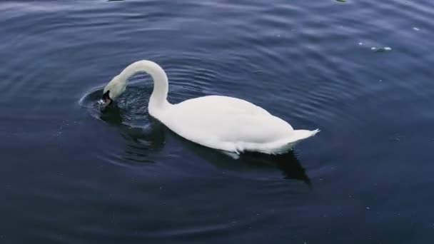 Σουάν Ένας Κύκνος Κολυμπάει Μια Λίμνη — Αρχείο Βίντεο