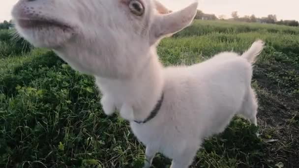 Une chèvre. Une petite chèvre traverse le champ.