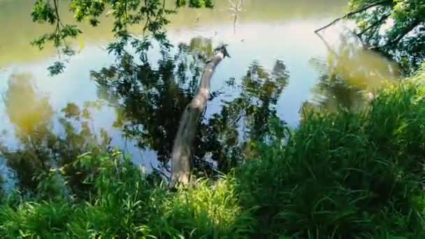 Nehir Ağacın Yüzdüğü Nehir — Stok video