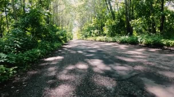 Carretera Camino Cubierto Árboles — Vídeo de stock