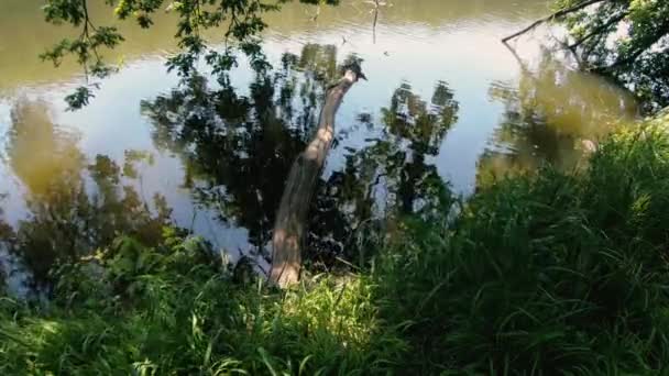 Ривер Река Которой Плавает Дерево — стоковое видео