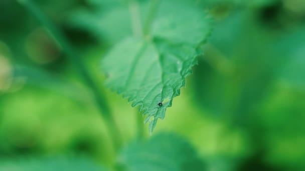 Ortie. Feuille d'ortie gros plan.