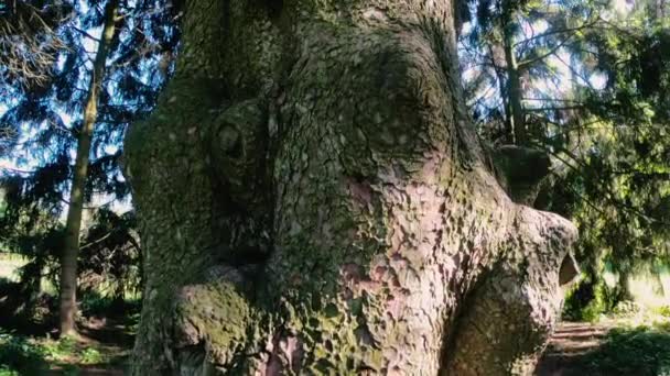 Madera Enorme Árbol Viejo Alto — Vídeo de stock