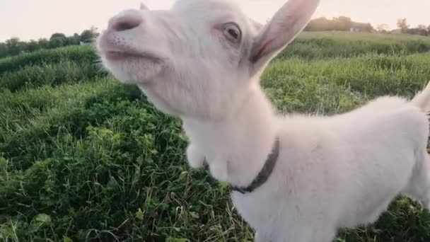 Une chèvre. Une petite chèvre traverse le champ.
