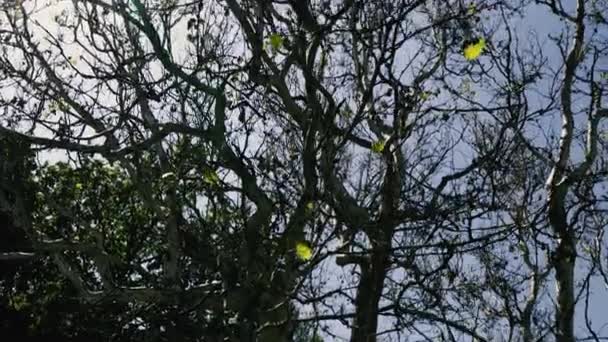 Дерева Гілки Дерев Парку — стокове відео