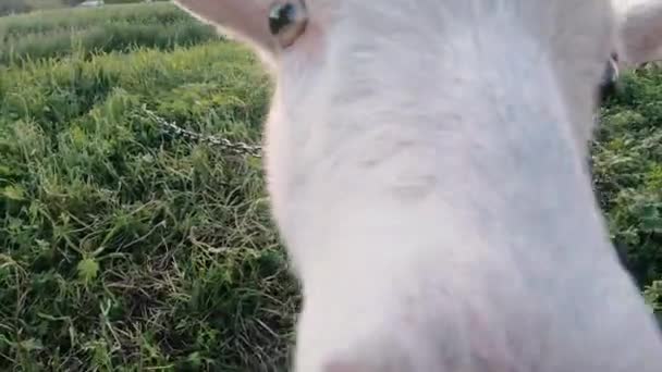 Une chèvre. Une petite chèvre traverse le champ.