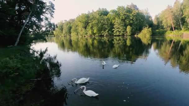 史旺天鹅在池塘里游泳 — 图库视频影像