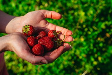 Çilekli. Kadın elleri kırmızı çilek atar..