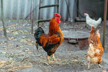 Sik kafalı. Bir horoz kümeste yürüyor ve gürlüyor..