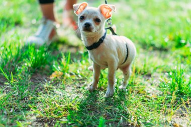 Yavru köpek. Tasmalı köpek..