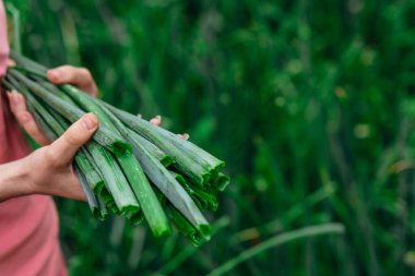 Frenk soğanı. Kadın elleri ellerinde yeşil soğan tutuyor..