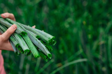 Frenk soğanı. Kadın elleri ellerinde yeşil soğan tutuyor..