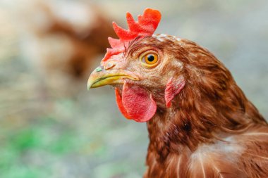 Bir tavuk. Bir tavuğun yakın plan portresi.