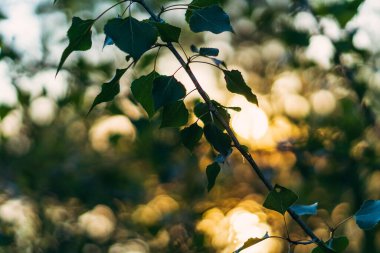 Yeşil yaprak. Günbatımı arka planında yeşil çalı.