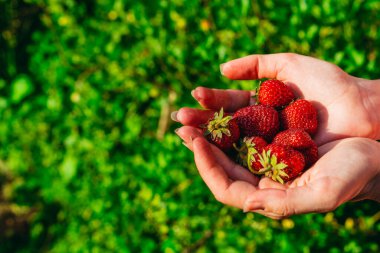 Çilekli. Kadın elleri kırmızı çilek atar..