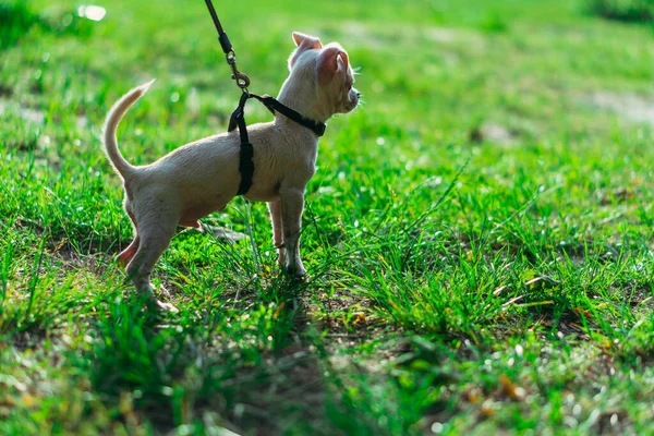 Κουτάβι Σκύλος Λουρί — Φωτογραφία Αρχείου