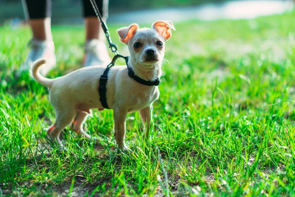 Cucciolo Cane Guinzaglio — Foto Stock