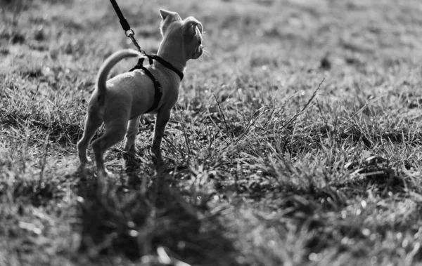 Valp Hund Koppel — Stockfoto