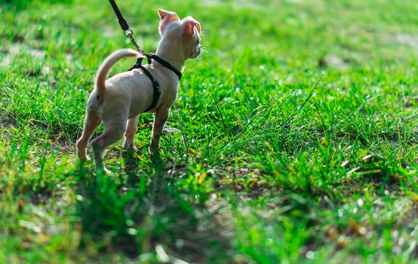 Puppy Dog Leash — Stock Photo, Image