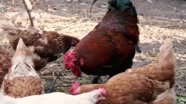 Tavuk. Tavuk kümesindeki tavuklar ot yer..