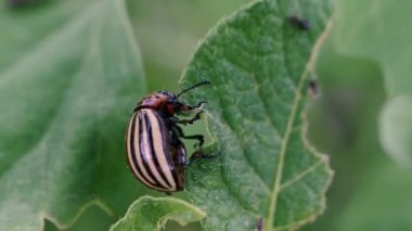 Colorado böceği. Colorado patates böceği bir patates bitkisidir..