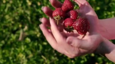 Çilekli. Kadın elleri kırmızı çilek atar..