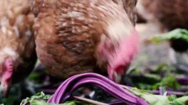 Tavuk. Tavuk kümesindeki tavuklar ot yer..