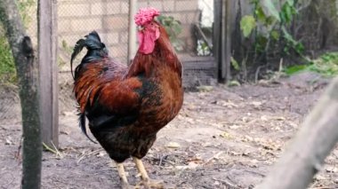 Sik kafalı. Bir horoz kümeste yürüyor ve gürlüyor..