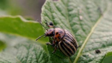 Colorado böceği. Colorado patates böceği bir patates bitkisidir..