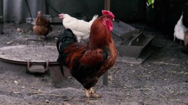 Sik kafalı. Bir horoz kümeste yürüyor ve gürlüyor..