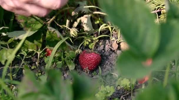 Fresa Las Manos Femeninas Recogen Fresas Los Arbustos — Vídeos de Stock