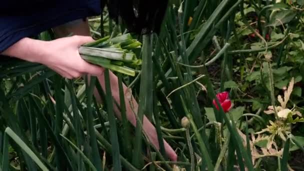 Szczypiorek Kobieta Zbiera Zieloną Cebulę Ogrodzie — Wideo stockowe