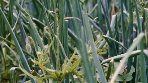 Bieslook Een Vrouw Verzamelt Groene Uien Tuin — Stockvideo