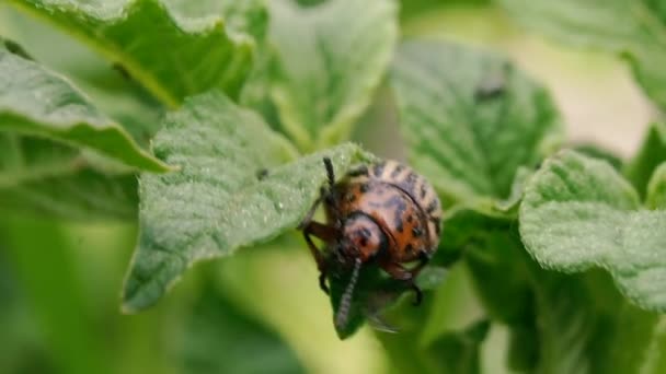 Kumbang Colorado Kumbang Kentang Colorado Adalah Tanaman Kentang — Stok Video