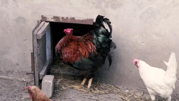 Cock Rooster Walks Chicken Coop Crowes — Stock Video