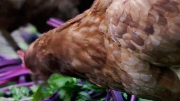 Курица Цыплята Курятнике Едят Траву — стоковое видео