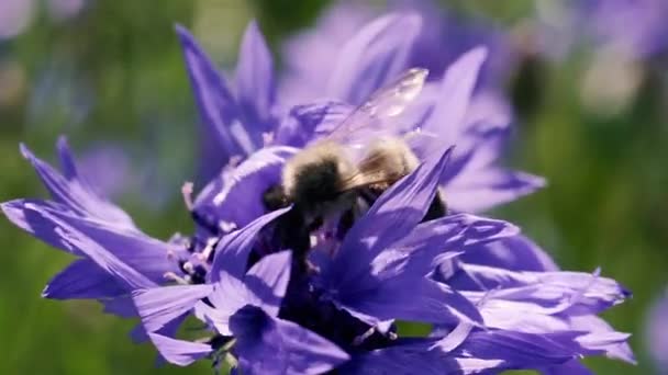 Бджоли Бджола Запилює Квітку — стокове відео