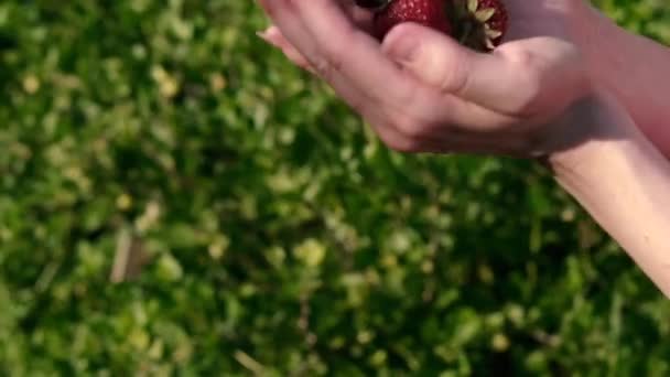 草莓味的女性的手扔红草莓 — 图库视频影像