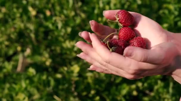 Jordgubbar Kvinnliga Händer Kastar Röda Jordgubbar — Stockvideo