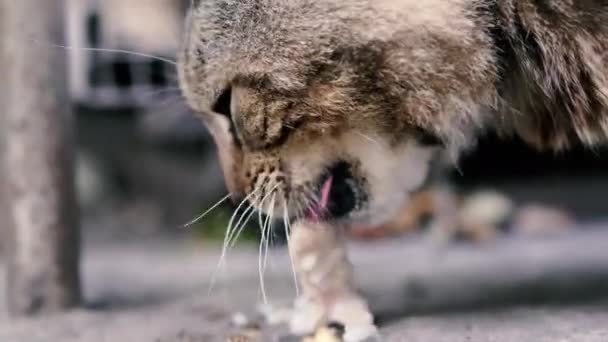 Gatto Gatto Senzatetto Mangia Cibo Primo Piano — Video Stock