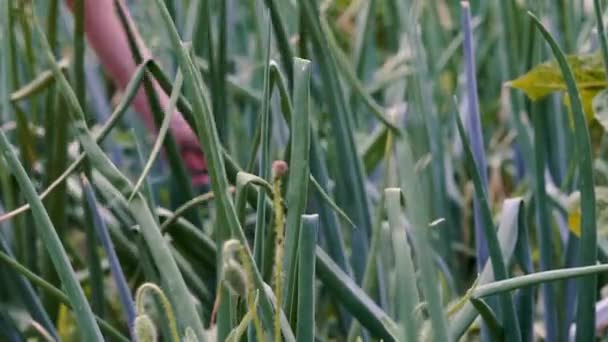 Cebolinha Uma Mulher Recolhe Cebolas Verdes Jardim — Vídeo de Stock
