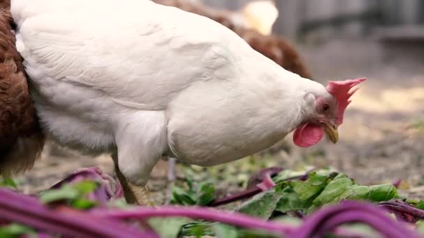 Poule. Les poulets dans le poulailler mangent de l'herbe.